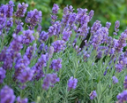 Lavandula x intermedia 'Phenomenal' – Hybrid Lavender