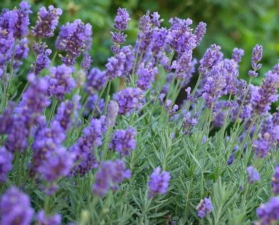 Lavandula x intermedia 'Phenomenal' – Hybrid Lavender