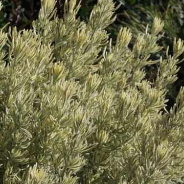 Lavandula allardii 'Meerlo' – Variegated Lavender