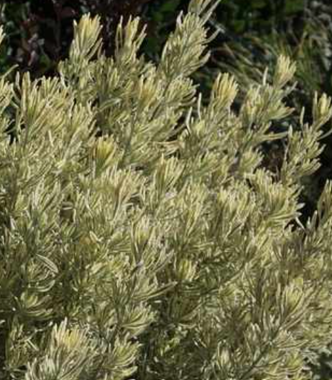 Lavandula allardii 'Meerlo' – Variegated Lavender