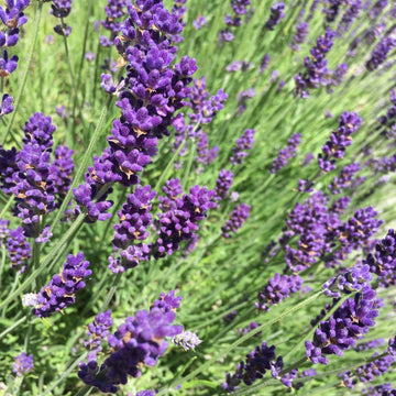 Lavandula angustifolia – English Lavender