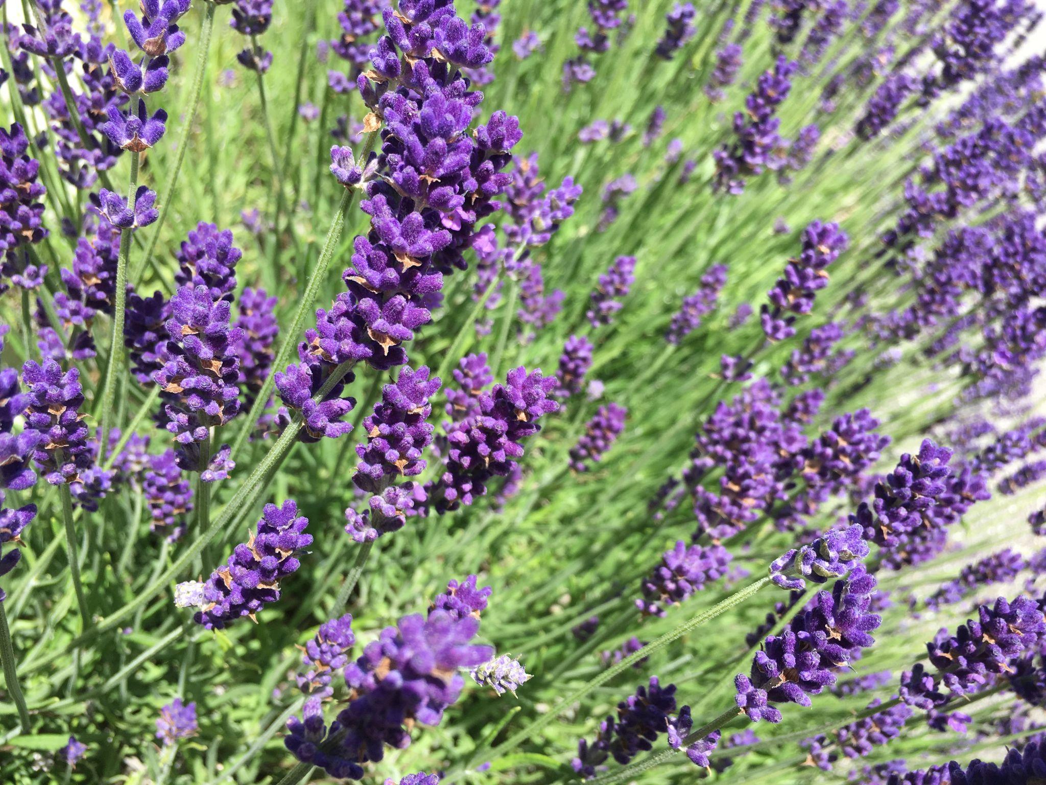 Lavandula angustifolia – English Lavender