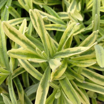 Lavandula angustifolia 'Platinum Blonde' (syn. L. 'Momparler') – English Lavender