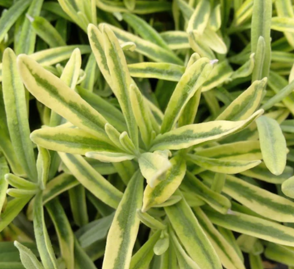 Lavandula angustifolia 'Platinum Blonde' (syn. L. 'Momparler') – English Lavender