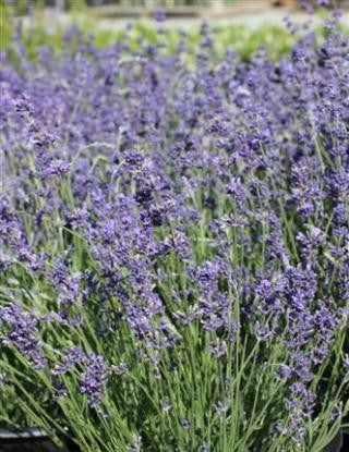 Lavandula angustifolia 'Hidcote Blue' – English Lavender
