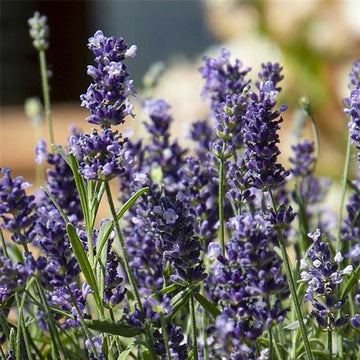 Lavandula angustifolia 'Chill-Out Blue' – English Lavender