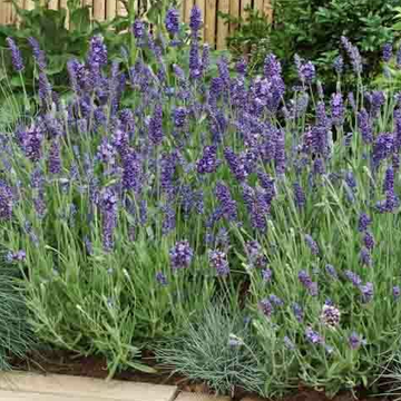 Lavandula angustifolia 'Ellagance Purple' – English Lavender