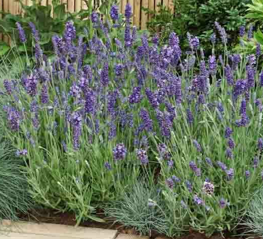 Lavandula angustifolia 'Ellagance Purple' – English Lavender