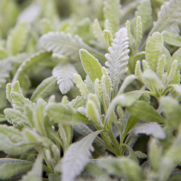 Lavandula x heterophylla 'Goodwin Creek Grey' – Hybrid Lavender