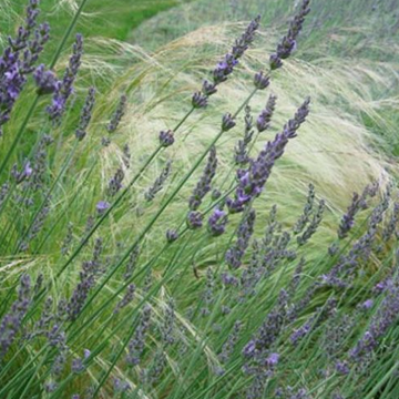 Lavandula x intermedia 'Grosso' – Lavandin