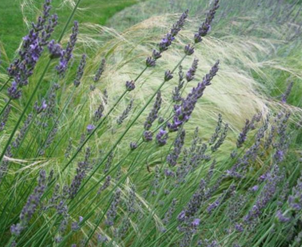 Lavandula x intermedia 'Grosso' – Lavandin