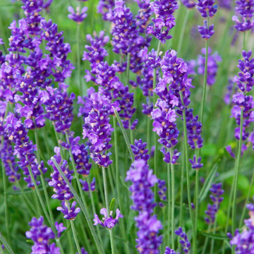 Lavandula angustifolia 'Munstead' – English Lavender