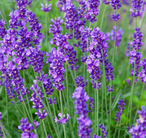 Lavandula angustifolia 'Munstead' – English Lavender