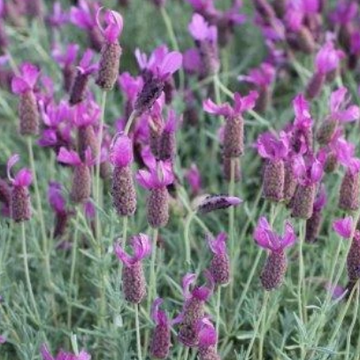 Lavandula stoechas 'Otto Quast' – Spanish Lavender