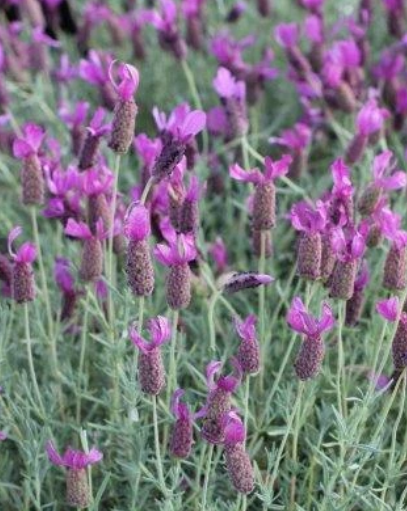 Lavandula stoechas 'Otto Quast' – Spanish Lavender