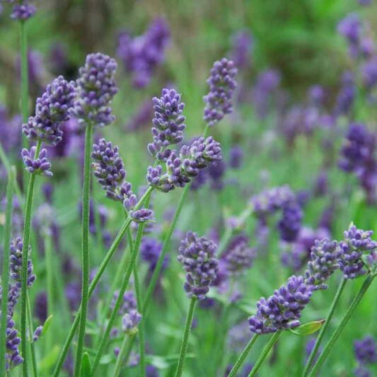 Lavandula x intermedia 'Provence' – Lavandin