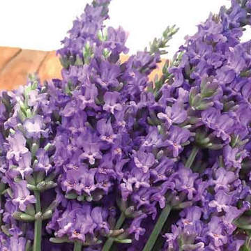 Lavandula x intermedia 'Sensational!' – Lavandin