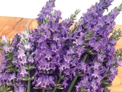Lavandula x intermedia 'Sensational!' – Lavandin