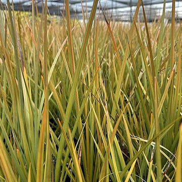 Libertia peregrinans – New Zealand Iris