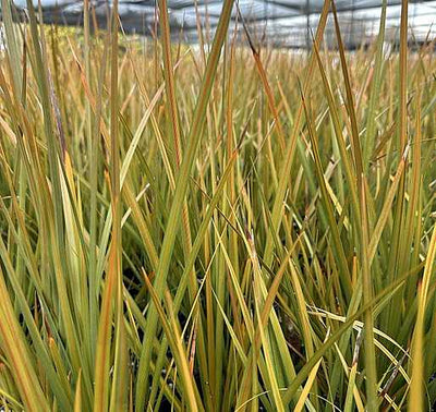 Libertia peregrinans – New Zealand Iris