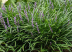 Liriope muscari 'Big Blue' – Lilyturf