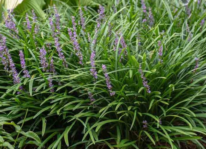 Liriope muscari 'Big Blue' – Lilyturf