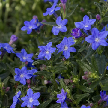 Lithodora diffusa 'Grace Ward' – Lithodora