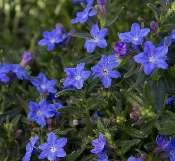 Lithodora diffusa 'Grace Ward' – Lithodora