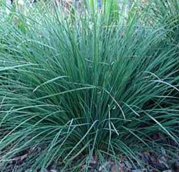 Lomandra longifolia 'Nyalla' – Mat Rush
