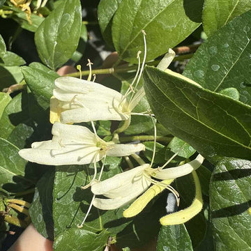 Lonicera japonica 'Halliana' – Japanese Honeysuckle