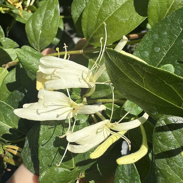 Lonicera japonica 'Halliana' – Japanese Honeysuckle