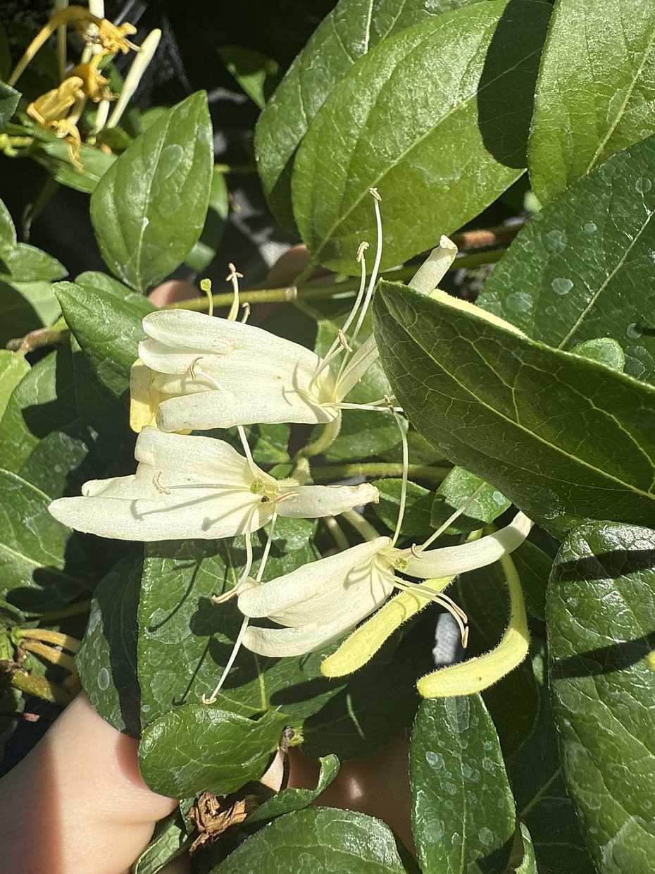 Lonicera japonica 'Halliana' – Japanese Honeysuckle