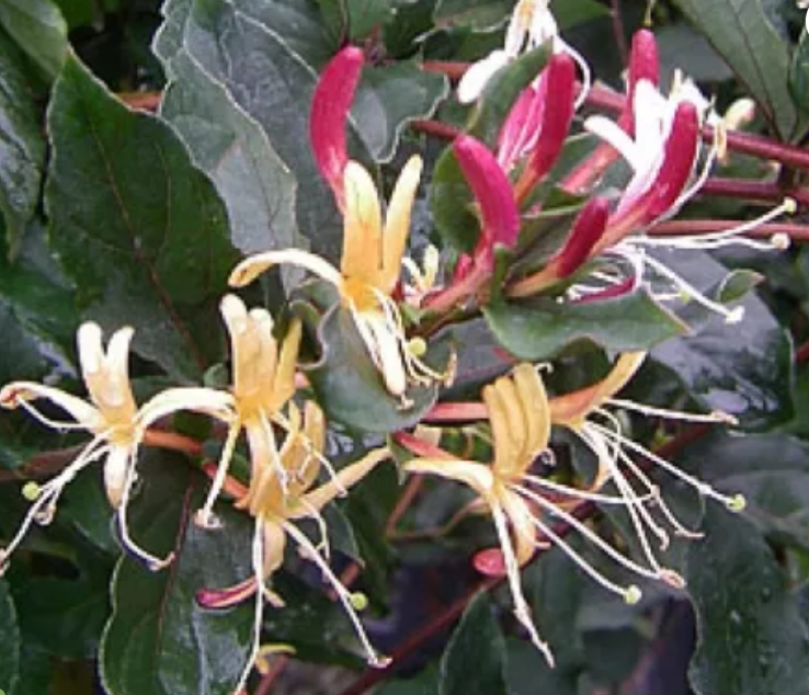 Lonicera japonica 'Purpurea' – Purple-Leaf Honeysuckle