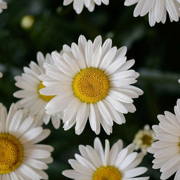 LEUCANTHEMUM x superbum Lucille 'Chic' (Available Now)