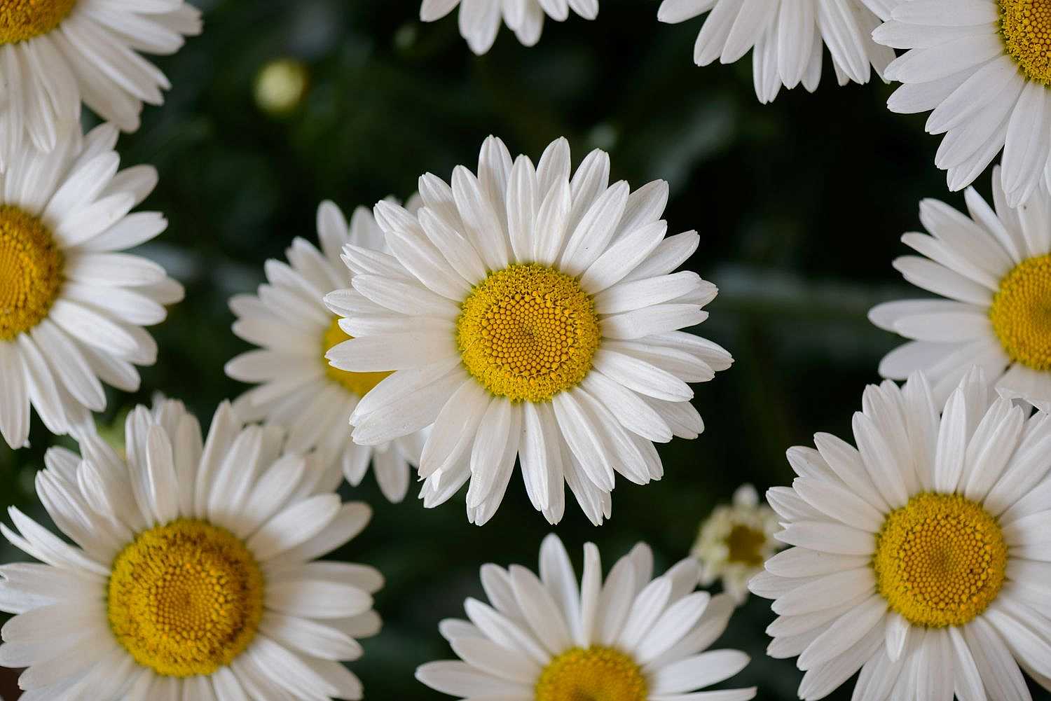 LEUCANTHEMUM x superbum Lucille 'Chic' (Available Now)