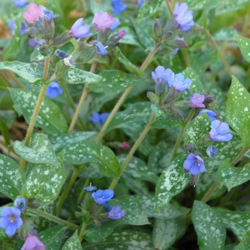 Pulmonaria 'Majeste' – Lungwort