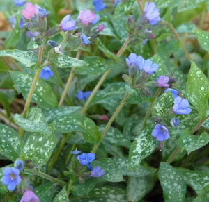 Pulmonaria 'Majeste' – Lungwort