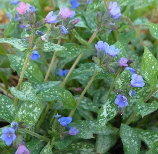 Pulmonaria 'Majeste' – Lungwort
