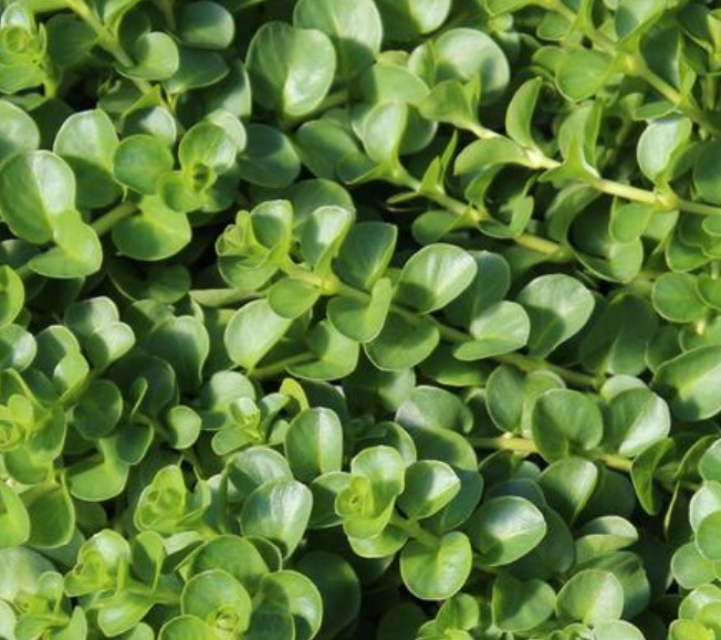 Lysimachia nummularia 'Green' – Creeping Jenny