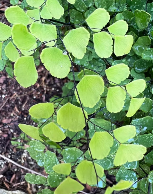 Adiantum raddianum – Maidenhair Fern