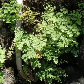 Adiantum raddianum – Maidenhair Fern
