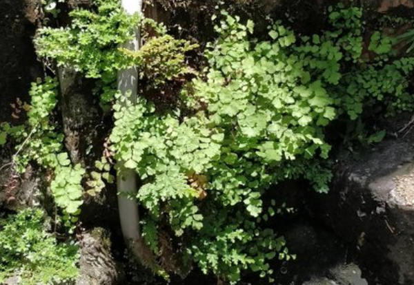Adiantum raddianum – Maidenhair Fern