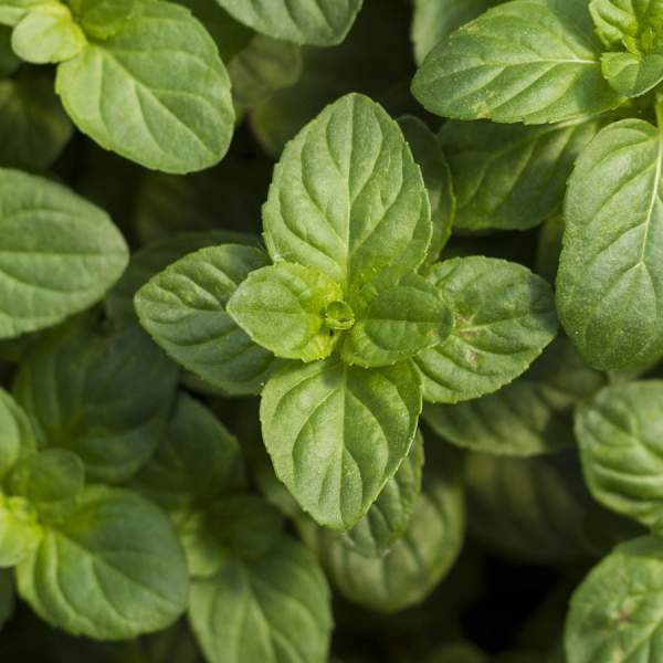 Mentha x piperita 'Orange' – Orange Mint