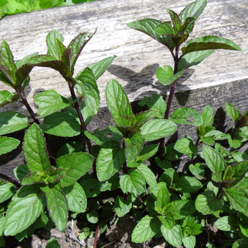 Mentha x piperita 'After Eight' – Chocolate Peppermint