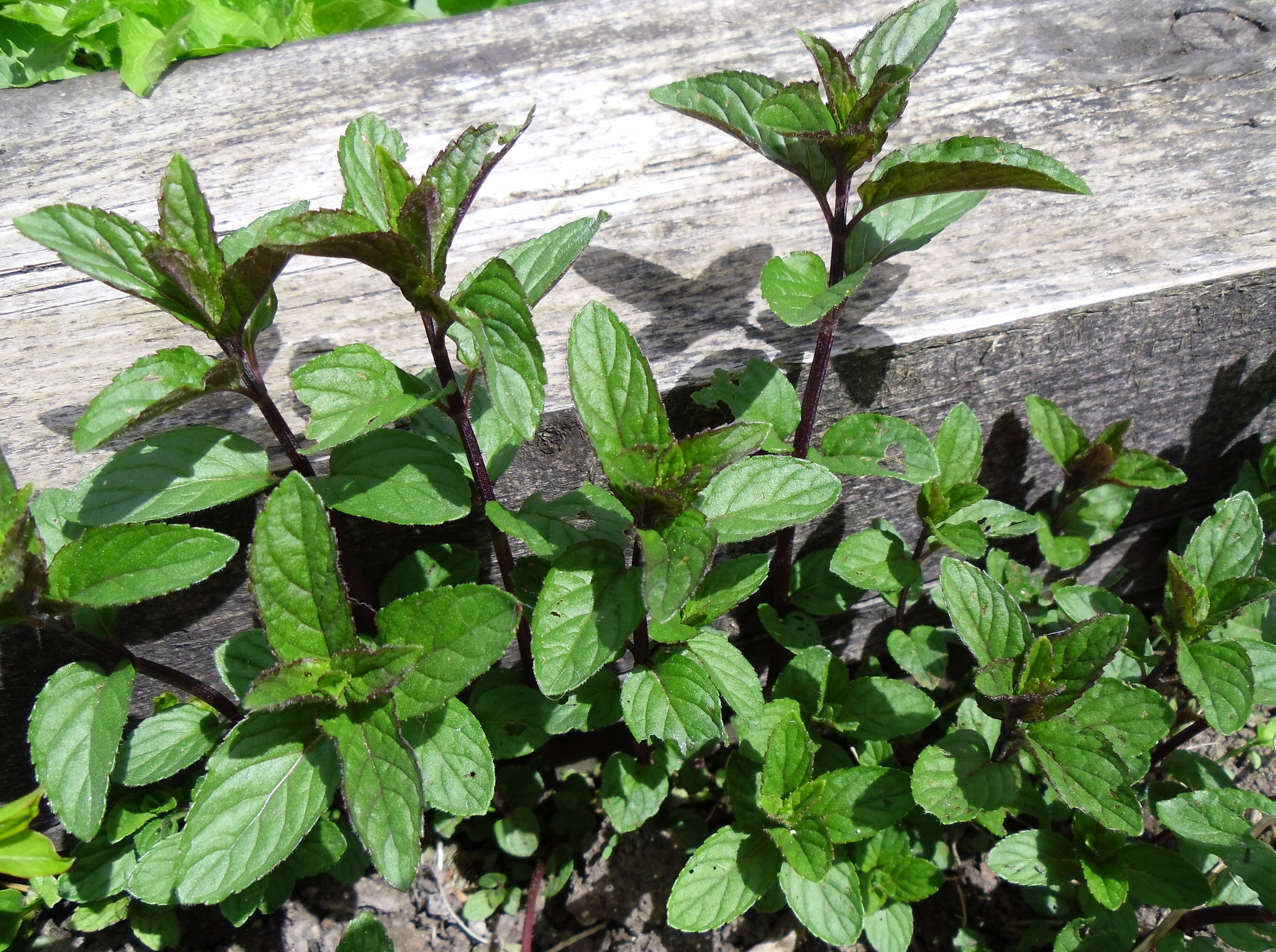 Mentha x piperita 'After Eight' – Chocolate Peppermint