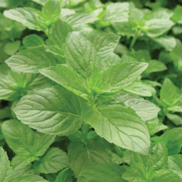 Mentha spicata – Spearmint