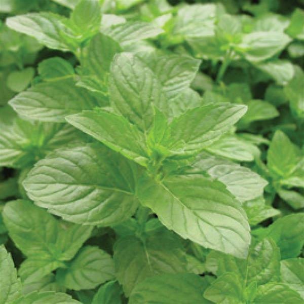 Mentha spicata – Spearmint