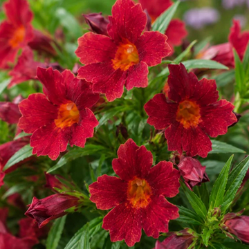 Mimulus 'Vibrant Red' – Monkey Flower