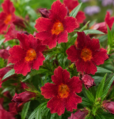 Mimulus 'Vibrant Red' – Monkey Flower