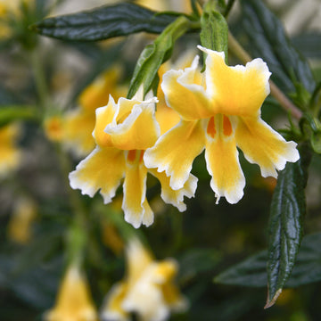 Mimulus 'Eleanor' – Monkey Flower